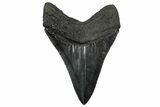 Serrated, Fossil Megalodon Tooth - South Carolina #301822-1